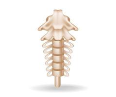 Concept flat 3d isometric illustration of spinal anatomy cutout vector