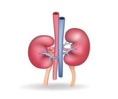 Isometric flat 3d illustration of anatomy concept of blood vessels to kidney vector