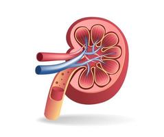 ilustración 3d plana isométrica del concepto de recorte de anatomía del tracto renal vector