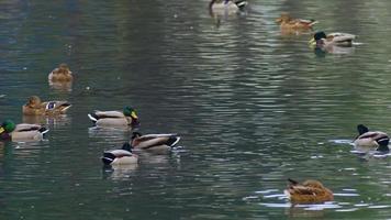 canards sauvages flottant dans le lac en automne video