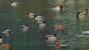 patos selvagens flutuando no lago no outono video