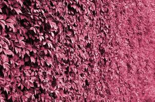 la textura de muchas vides verdes florecientes de hiedra silvestre que cubren una imagen de pared de hormigón tonificada en viva magenta, color del año foto