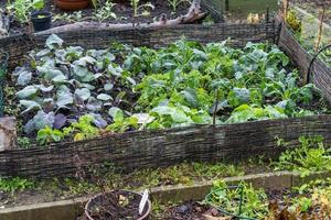 vegetable garden bed in winter photo