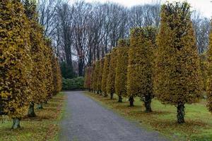 autumn trees in the park photo