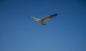 Seagulls in Wolmido Island, Incheon, Korea photo