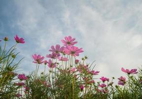 Cosmos flowers beautiful  in nature garden photo