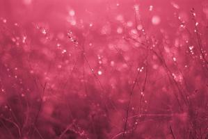 Dry blades of grass, bokeh blur. In backlight. Viva Magenta, Pantone Color of the year 2023