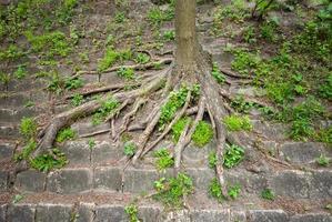 Old tree roots sprouted through the stones in the High Castle Park photo