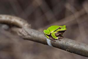 European tree frog seating the tree in natural habitat, small tree frog in the woods. Hyla arborea