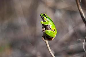 European green tree frog in the natural environment, Hyla arborea