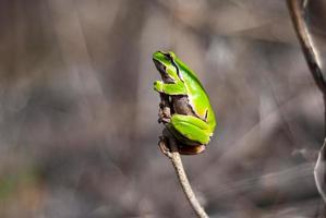 rana arborícola verde europea en el entorno natural, hyla arborea foto