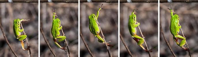 European tree frog reaching for a branch in natural habitat, small tree frog in the woods, collage step by step. Hyla arborea