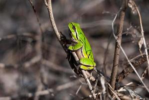 rana arbórea europea trepando el árbol en hábitat natural, pequeña rana arborícola en el bosque. hyla arbórea foto