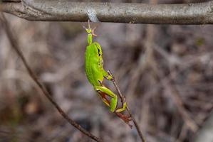 European tree frog reaching for a branch in natural habitat, small tree frog in the woods. Hyla arborea