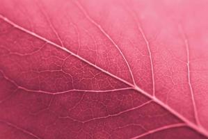 Lilac leaf close up, macro. Viva Magenta, Pantone Color of the year 2023