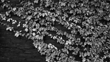 patrón de hojas para el fondo en el parque del jardín en tono blanco y negro con espacio de copia a la izquierda. vid, crecimiento de plantas rastreras en el papel tapiz natural de la pared, concepto de belleza de la naturaleza foto