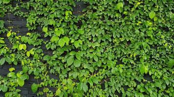 patrón de hojas verdes, vid y crecimiento de plantas rastreras en la pared como fondo en el parque del jardín. papel tapiz natural, concepto de belleza de la naturaleza foto