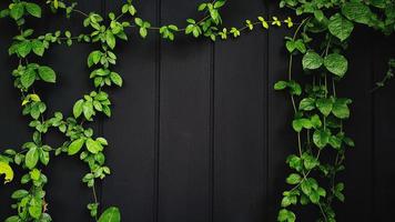 Green Vine, ivy, liana, climber or creeper plant growth on black wooden wall with copy space on center or middle. Beauty in nature and natural design. Leaves on wallpaper or painted wood background. photo