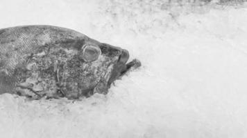 Fresh grouper freeze on ice for sale at fish market or supermarket with copy space in black and white or monochrome tone. Uncooked food and Animal on submarine. Art photo