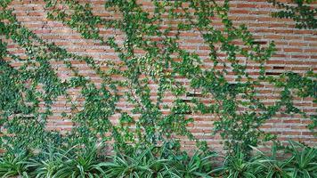 Green Vine, ivy, liana, climber or creeper plant growth on brick wall with tree. Beauty in nature and natural design. Leaves on wallpaper and Structure of building. photo