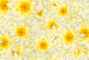 White and yellow lotus flower pattern background. Art of flora or abstract of floral wallpaper. photo