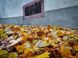 Autumn leaves on the street photo