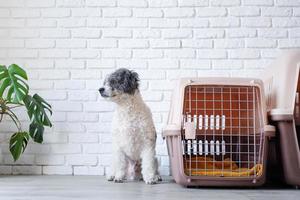 Cute bichon frise dog sitting by travel pet carrier, brick wall background photo