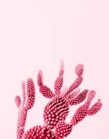 Closeup of cactus toned with Viva Magenta color. Minimal neutral floral composition photo