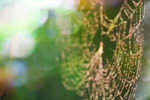 rain drop blurred spiderweb natural pattern abstract photo