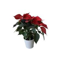 Red poinsettia traditional Christmas flower in the pot isolated cut out object, bright seasonal decoration for winter holidays, clipping path photo