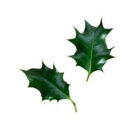 Holly tree green leaves set decor element, clipping path cut out objects, Christmas holiday traditional winter plant photo