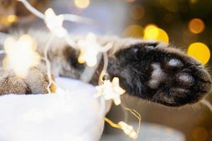 Black pads of soft cat's paw close-up in fairy lights garland. Christmas, New Year, festive mood and homey cozy atmosphere and comfort. Year of cat and rabbit according to Eastern calendar photo