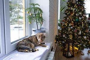 The cat is gnawing the wires of the LED garland. Hooliganism of a pet, sabotage, damage to the decor. Danger to the animal, electric shock. Christmas, New Year. photo