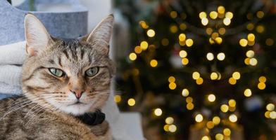 The cat is lying on the windowsill in the fairy lights of the garland. Christmas, New Year. Cat close-up photo
