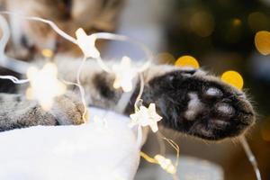 Black pads of soft cat's paw close-up in fairy lights garland. Christmas, New Year, festive mood and homey cozy atmosphere and comfort. Year of cat and rabbit according to Eastern calendar photo