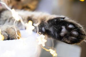 Black pads of soft cat's paw close-up in fairy lights garland. Christmas, New Year, festive mood and homey cozy atmosphere and comfort. Year of cat and rabbit according to Eastern calendar photo