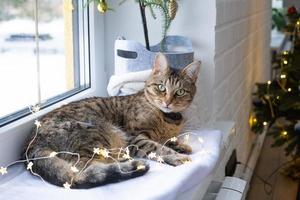 The cat is lying on the windowsill in the fairy lights of the garland. Christmas, New Year. Cat close-up photo