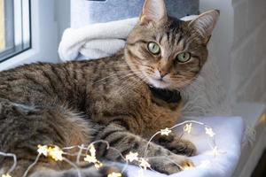 The cat is lying on the windowsill in the fairy lights of the garland. Christmas, New Year. Cat close-up photo