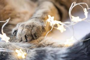 Black pads of soft cat's paw close-up in fairy lights garland. Christmas, New Year, festive mood and homey cozy atmosphere and comfort. Year of cat and rabbit according to Eastern calendar photo