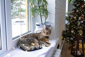 The cat is lying on the windowsill in the fairy lights of the garland. Christmas, New Year. Cat close-up photo