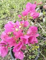 Bougainvillea flowers inserted with green leaves. Pink Bougainvillea flowers. Bougainvillea Dwarf Pixie. photo