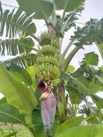 manojo de plátanos verdes y amarillos en el jardín. plátanos pisang kepok en indonesia. plantación agrícola. foto