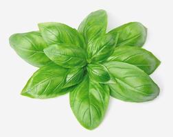 Fresh basil leaves photo