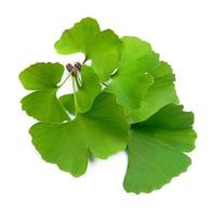 Ginkgo biloba leaves photo