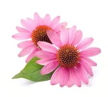 Echinacea flowers closeup photo