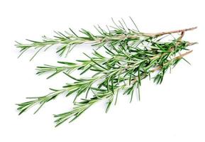Twigs of rosemary on a white background photo
