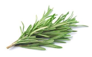 Twig of rosemary photo