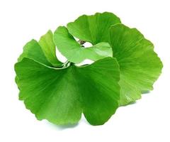 Ginkgo biloba leaves. photo