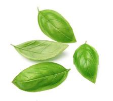 Fresh basil leaves photo