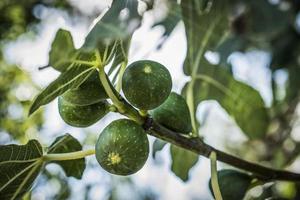 Green figs ripen on a tree branch among the leaves photo